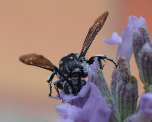 Thyreus ramosus